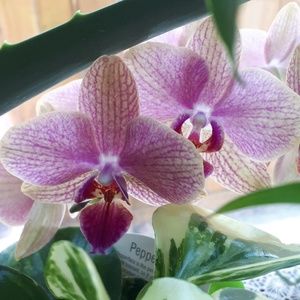 Meet your Posher, Cherry